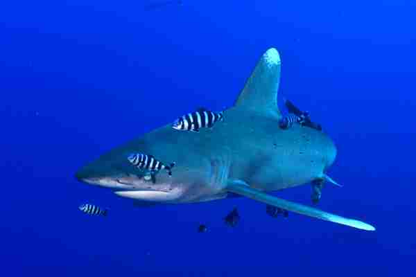 Oceanic whitetip shark on the North and Brothers route