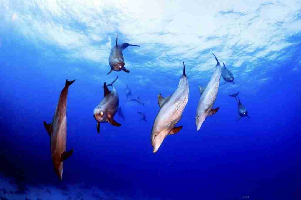 Pod of dolphins in the blue water of the Red Sea