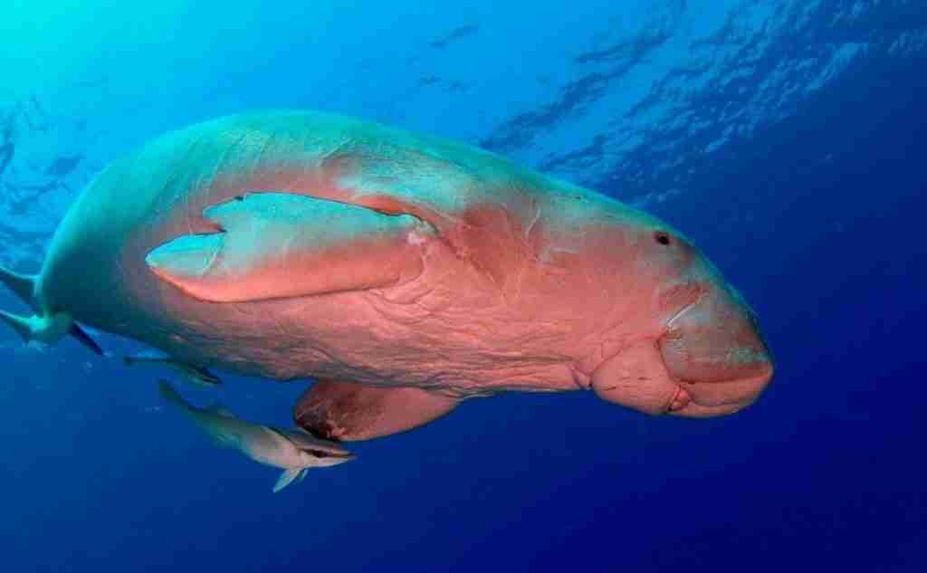 Dugong, the Red Sea sea cow, feeding in the Deep South