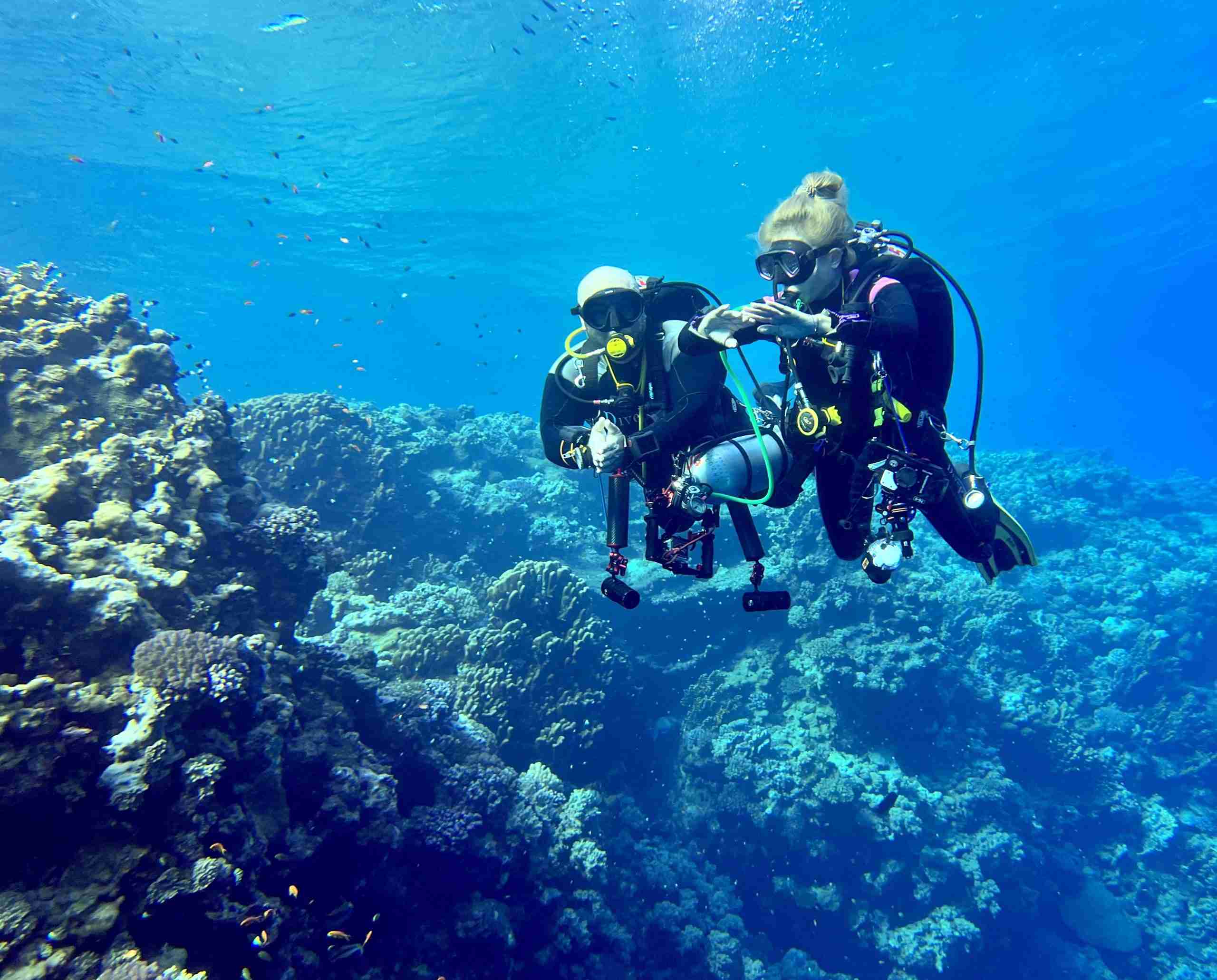 Scuba diver exploring the Red Sea during a guided daily dive