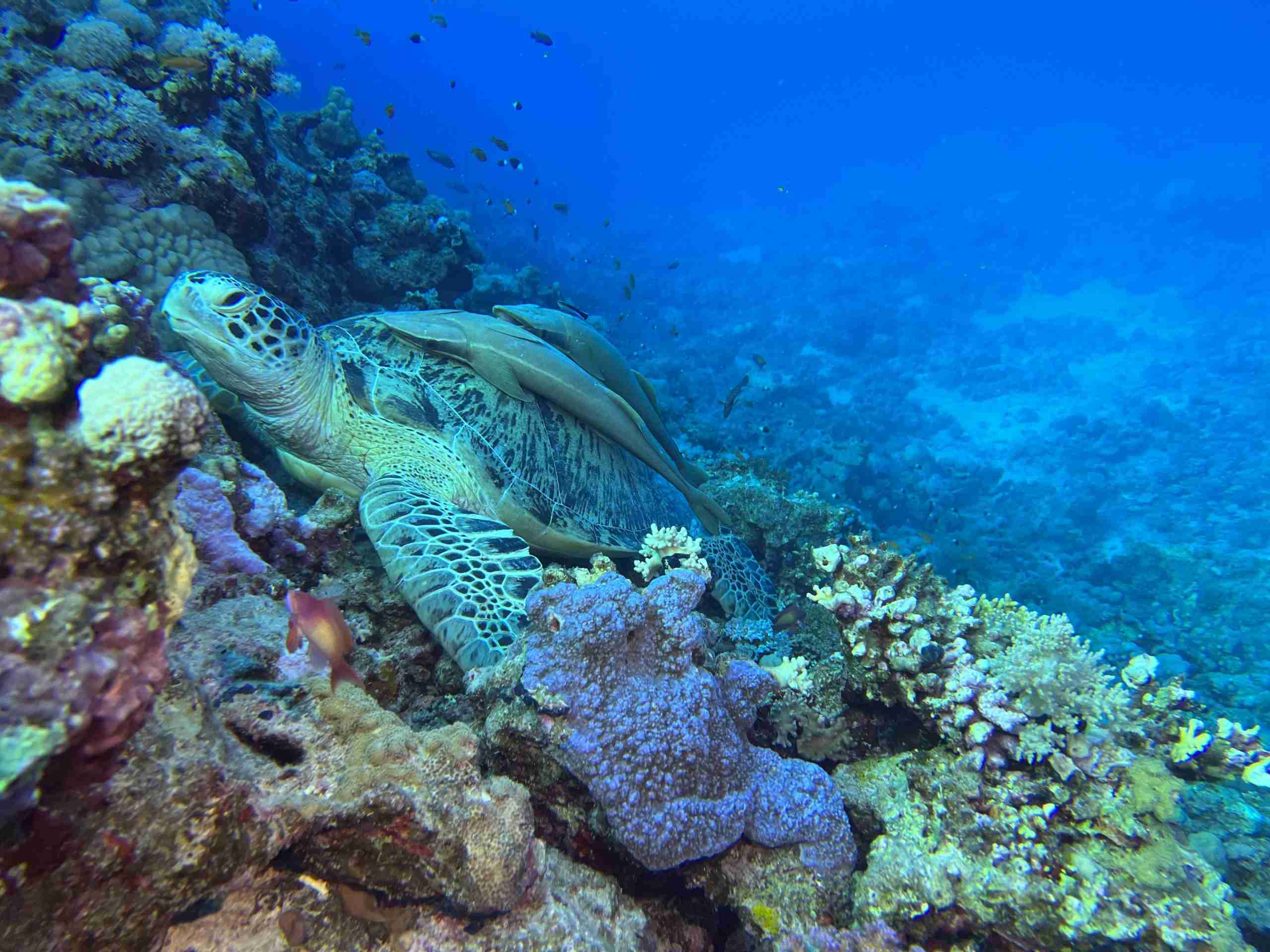 Diving in the far south of the Egyptian Red Sea