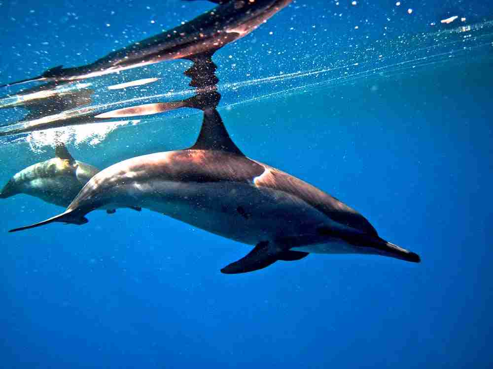 Two spinner dolphins in the Sataya lagoon