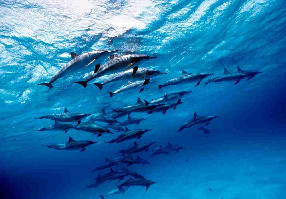 Sataya Reef, known as Dolphin Reef, in the southern Red Sea