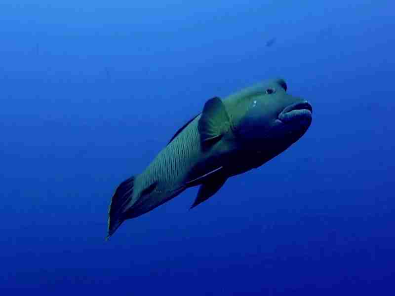 Napoleon wrasse on a northern reef