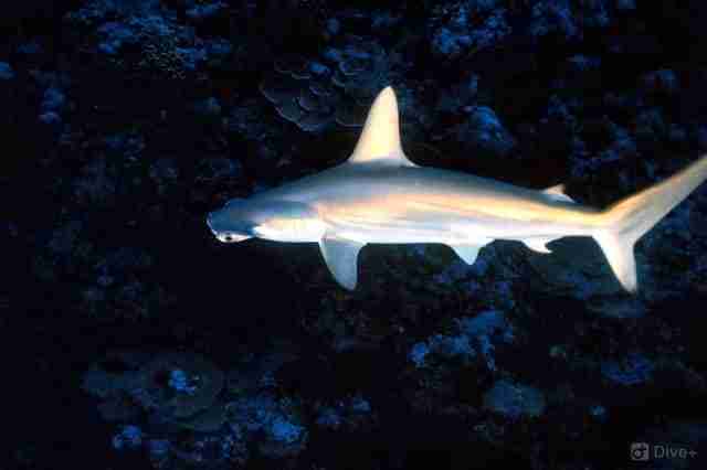 Hammerhead shark in open water