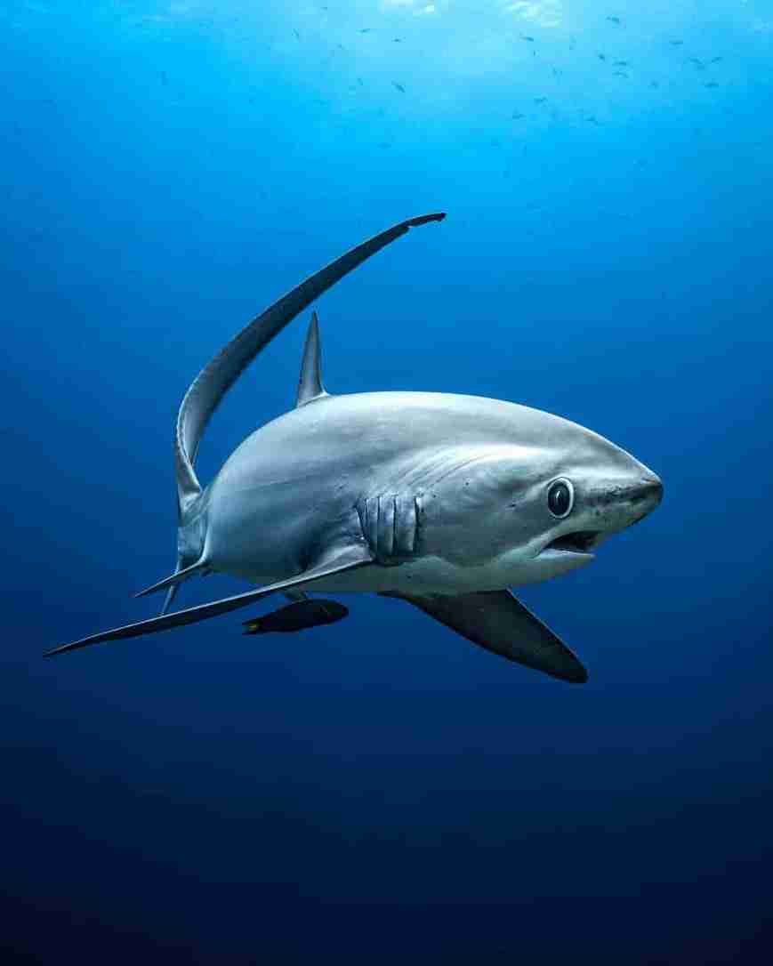 Thresher shark, also called the fox shark