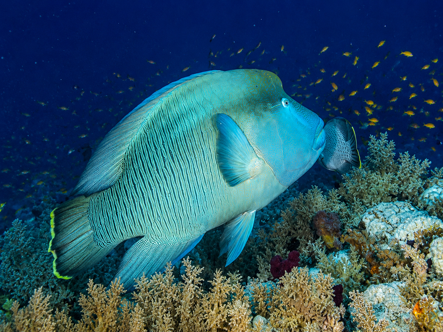 Napoleon wrasse over the plateau at Abu Kifan
