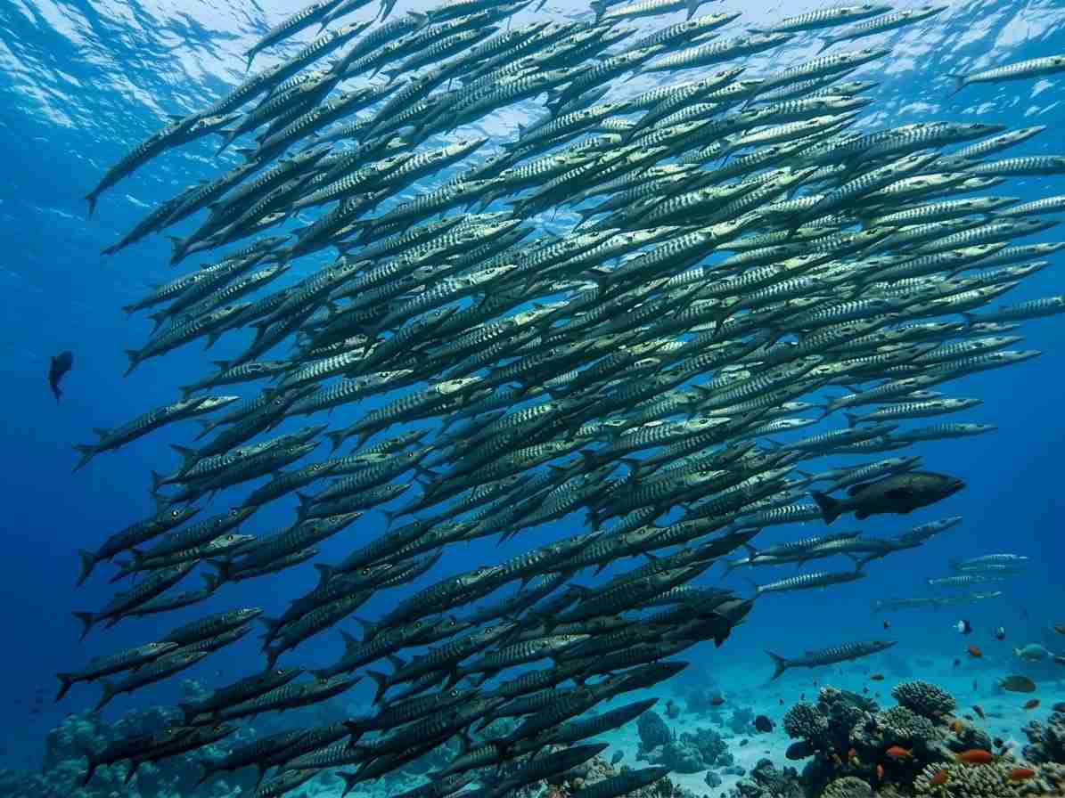 School of blackfin barracuda sweeping across a reef