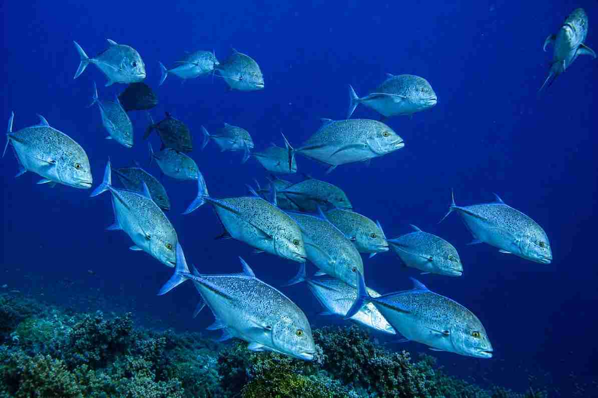 Bluefin trevally on a Red Sea reef