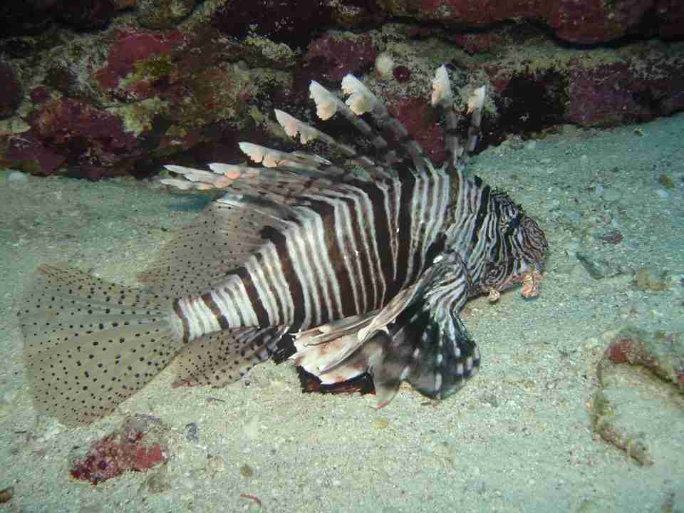 Lionfish hanging over hard coral in the shallows
