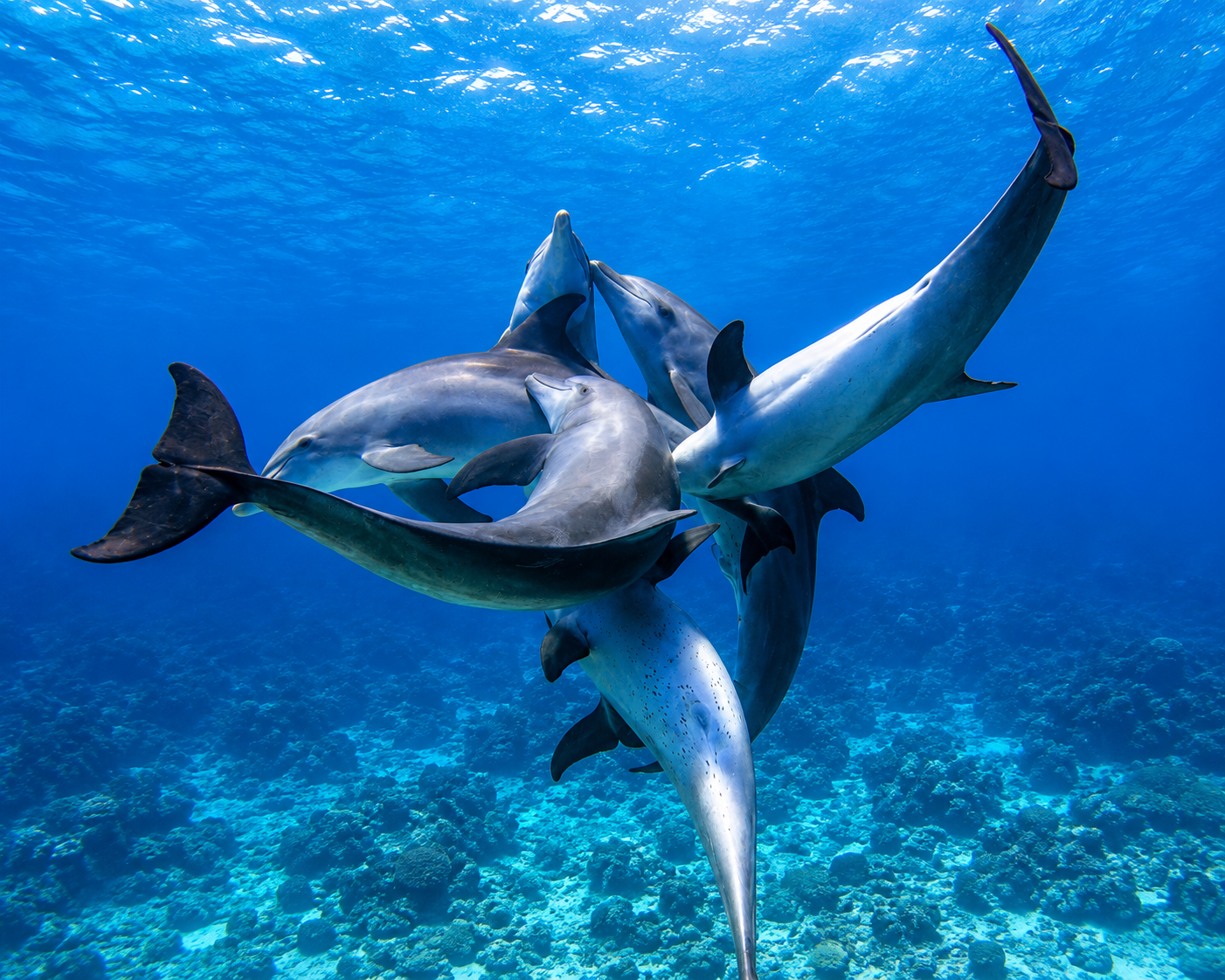 Family of dolphins in the northern Red Sea