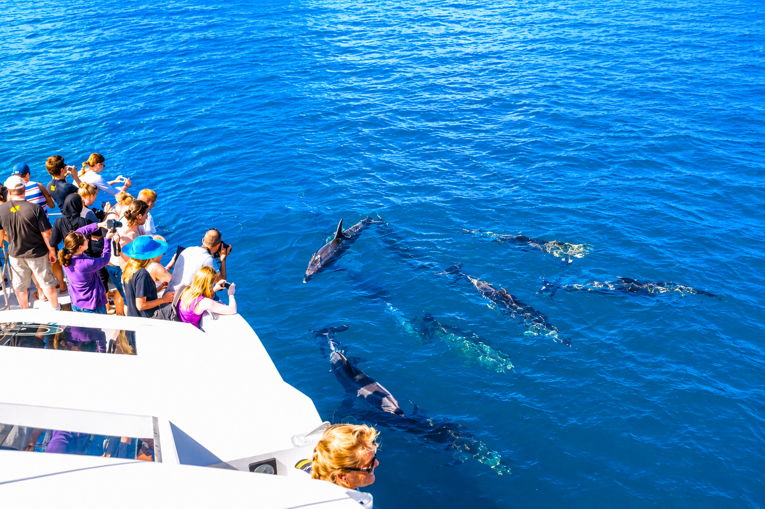 Guests watching a pod of dolphins swimming alongside the boat in the clear Red Sea near Hurghada
