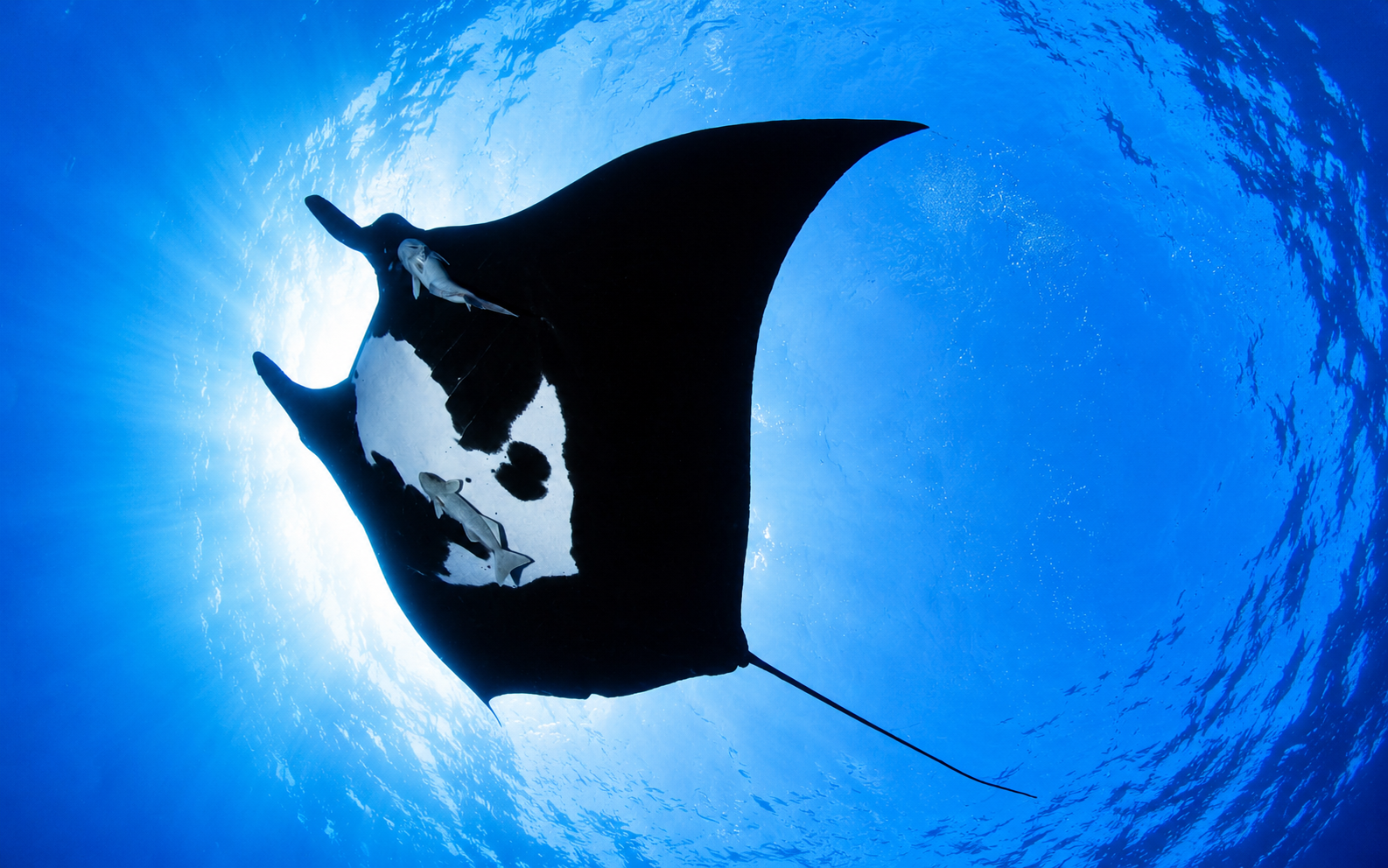 A giant manta ray gliding over a Red Sea reef