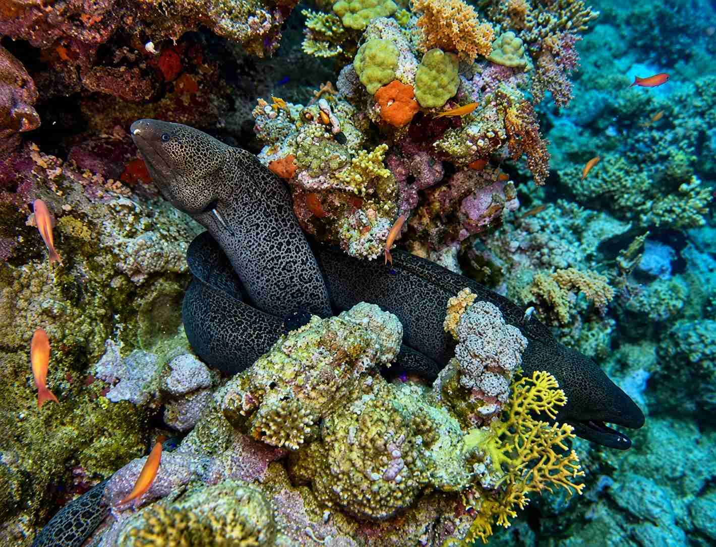 Giant moray eels among colourful corals on a reef