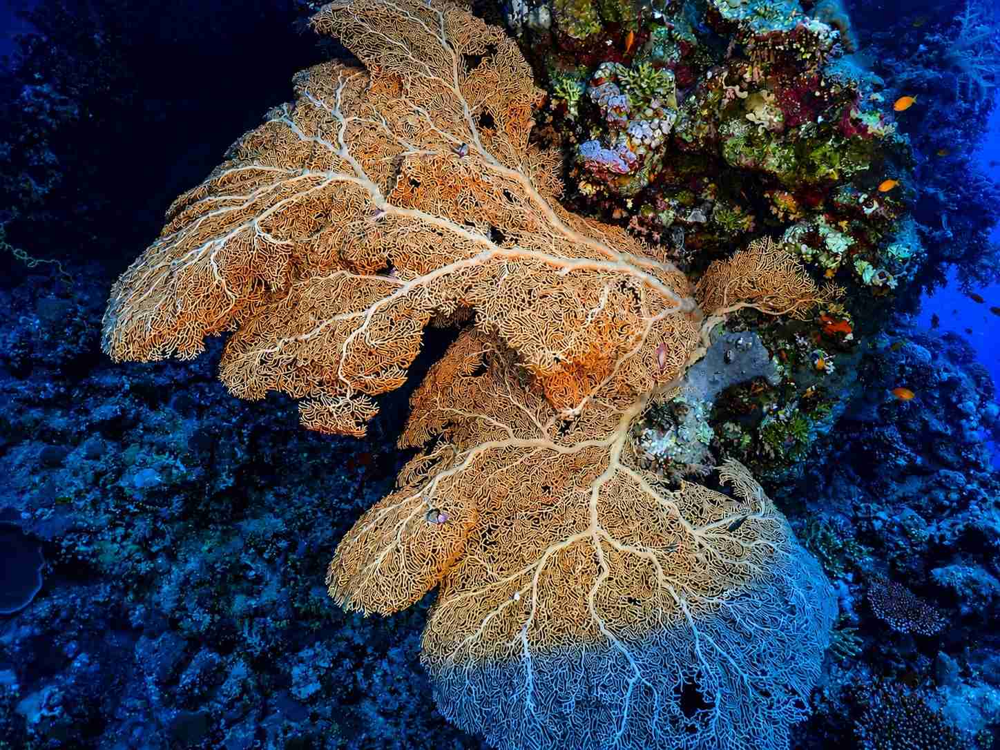 Giant sea fan coral spreading across a reef wall