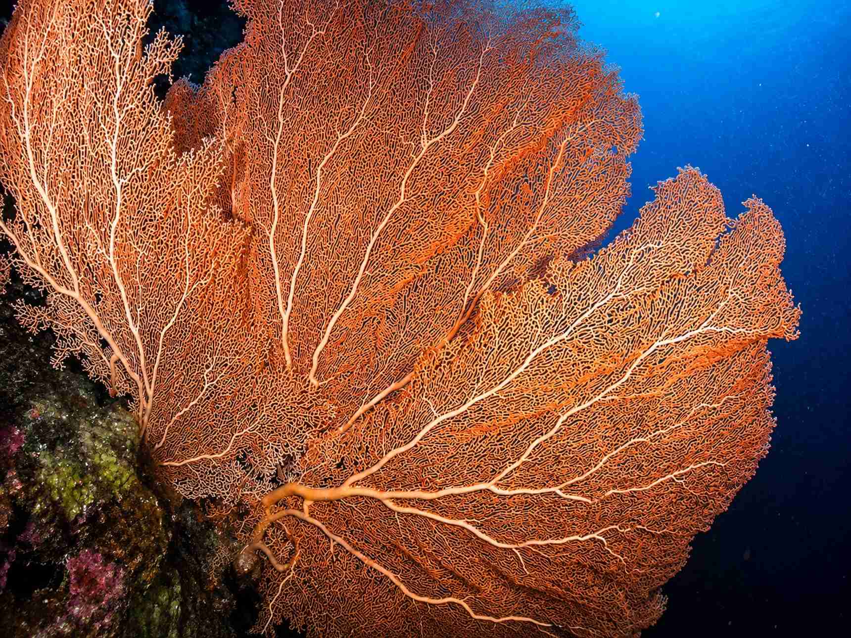 Giant sea fan gorgonian coral on a steep reef wall