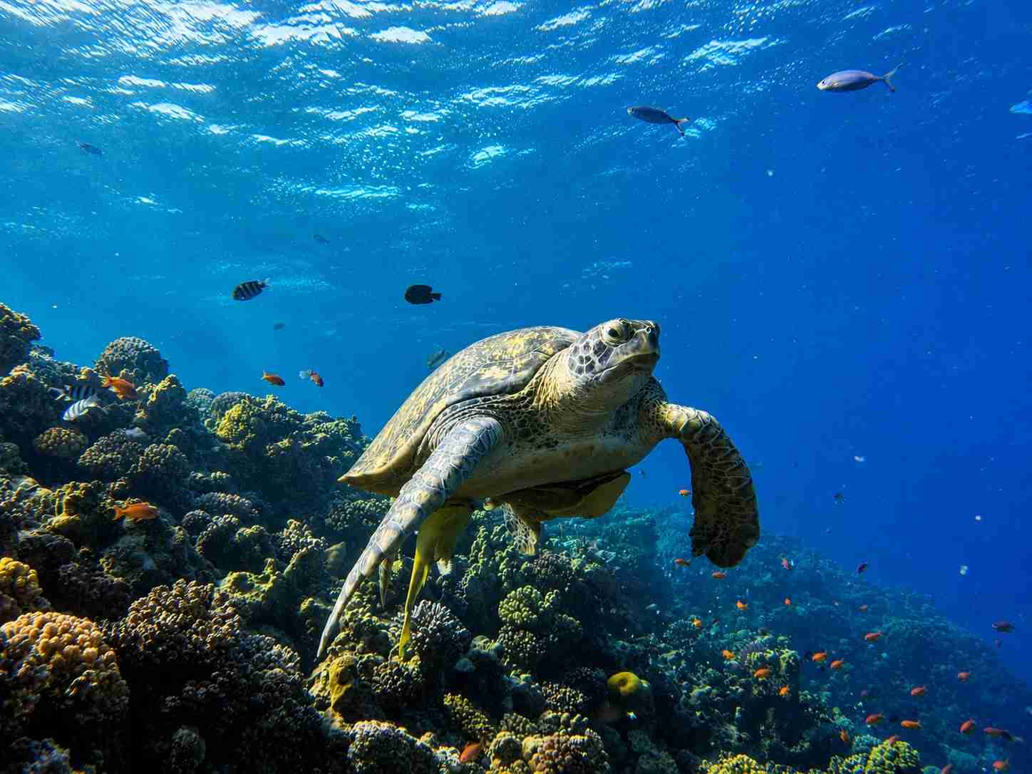 Green sea turtle gliding above a vibrant coral reef