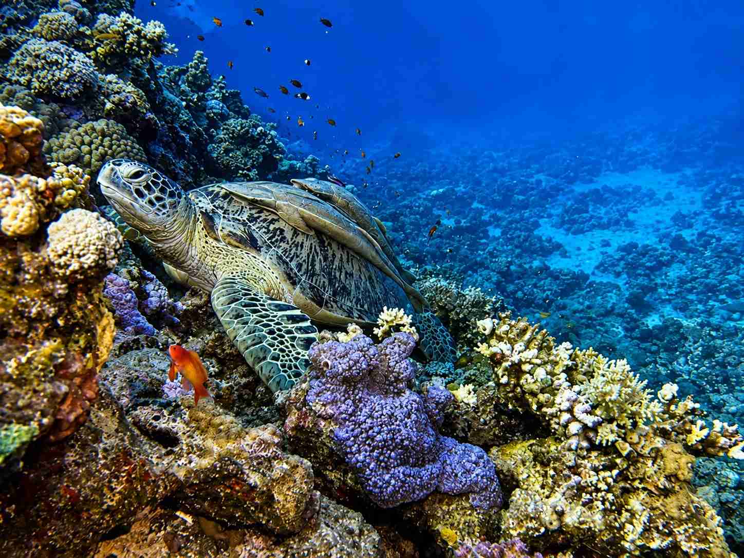 Green sea turtle resting among corals on a reef