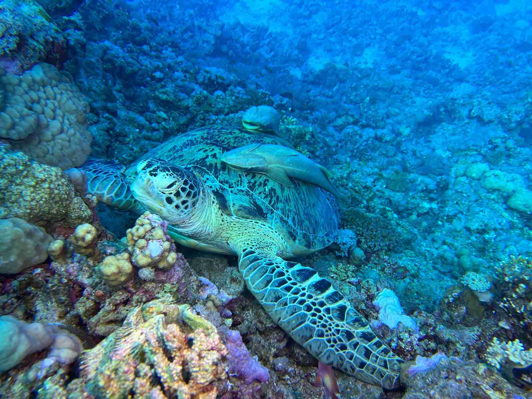 Green sea turtle resting among hard corals