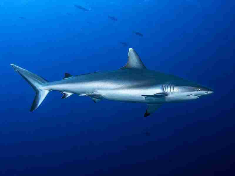 Grey reef shark cruising in clear blue water on a St. John's dive safari