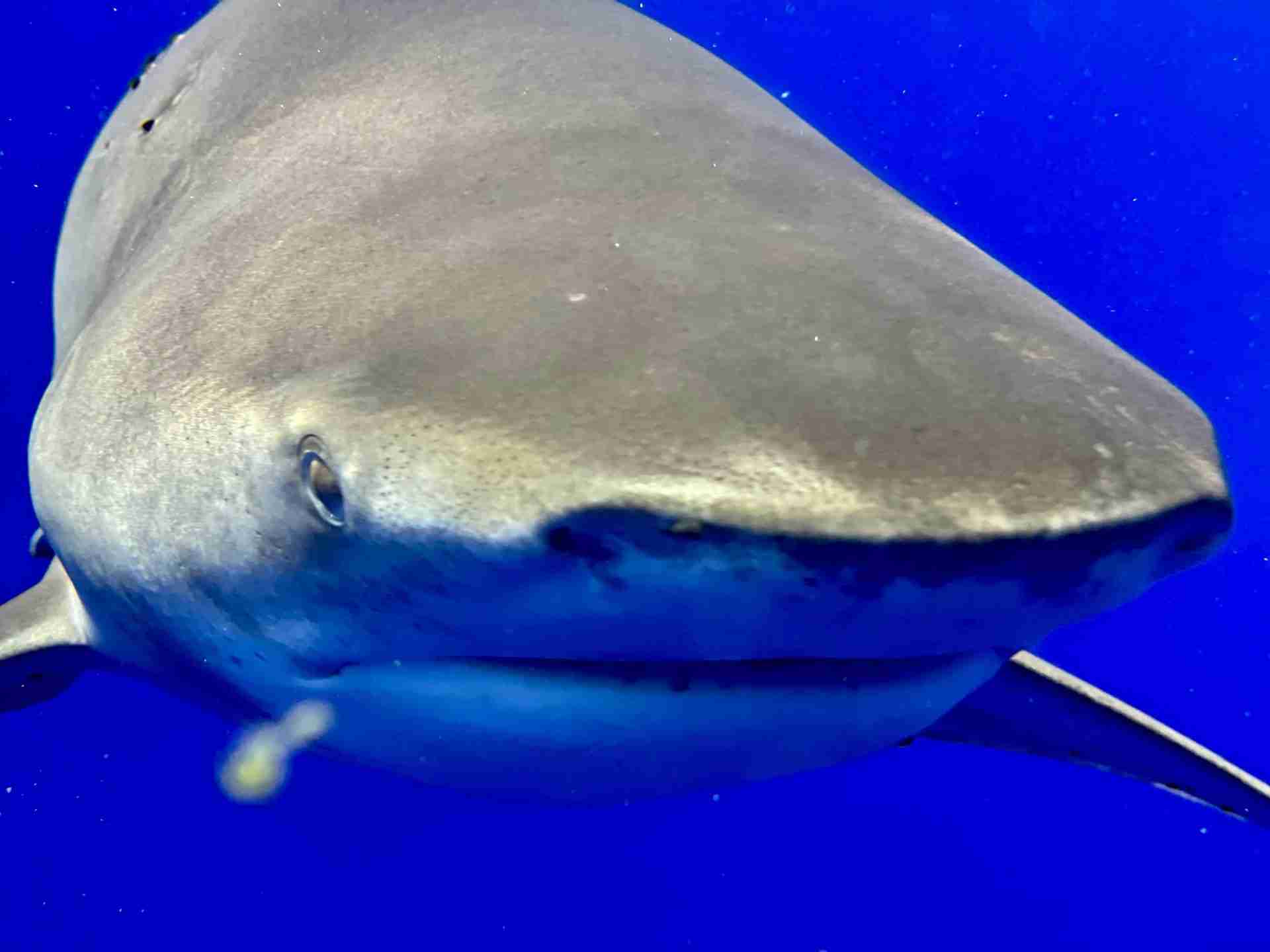 Oceanic whitetip shark in open water