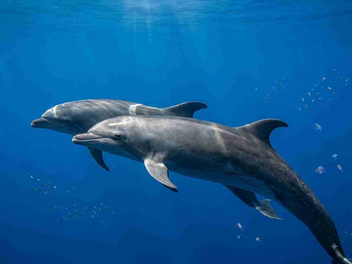 A bottlenose dolphin in the Red Sea