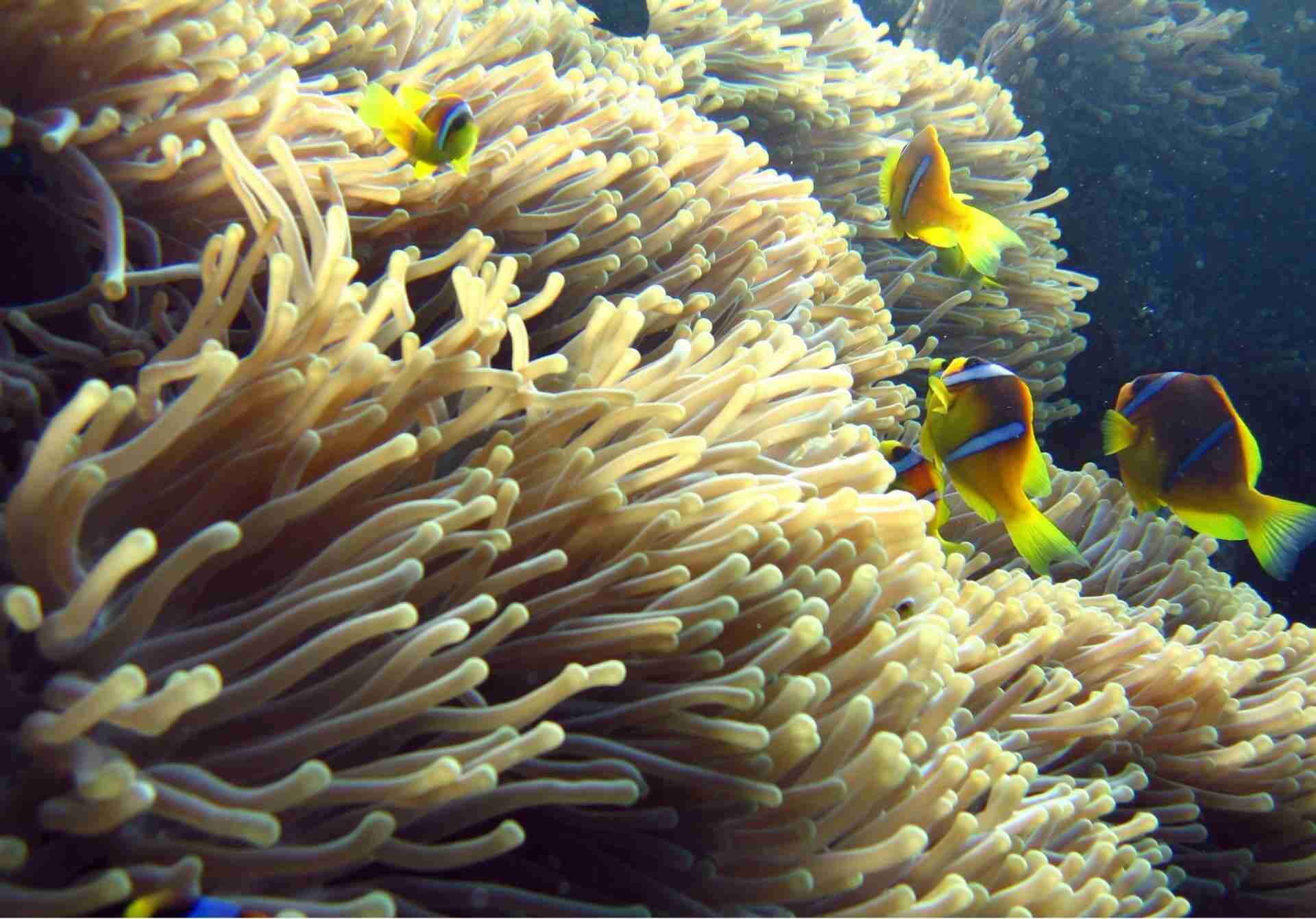 Clownfish sheltering in an anemone