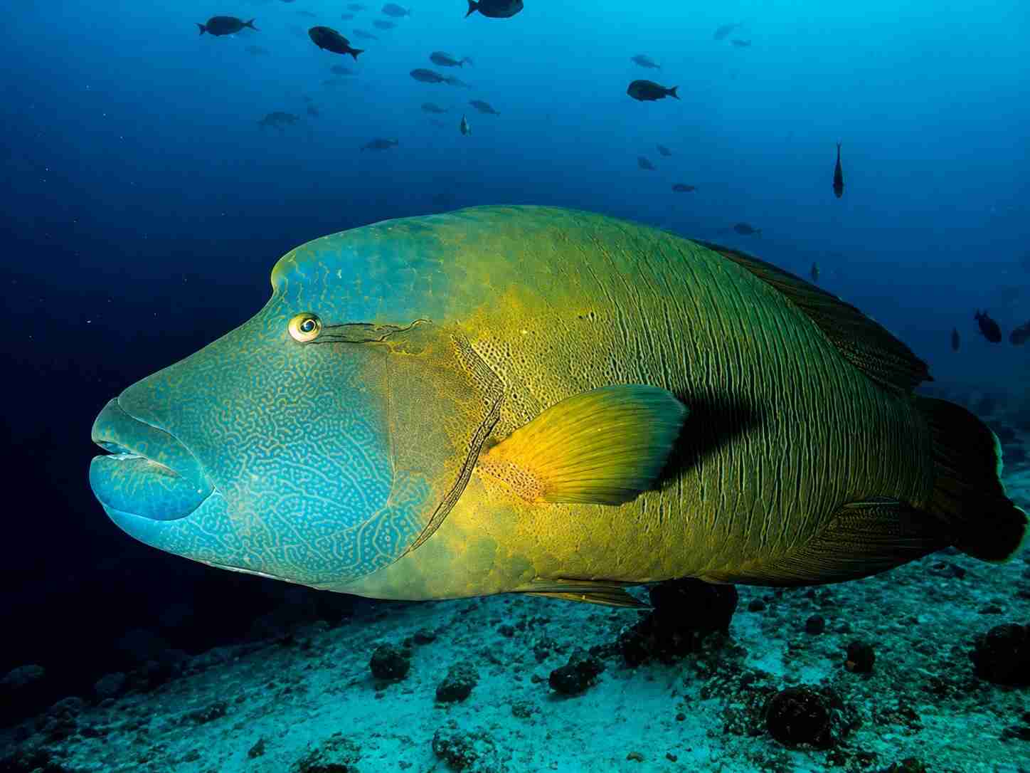 Napoleon wrasse in clear blue water on a St. John's dive safari