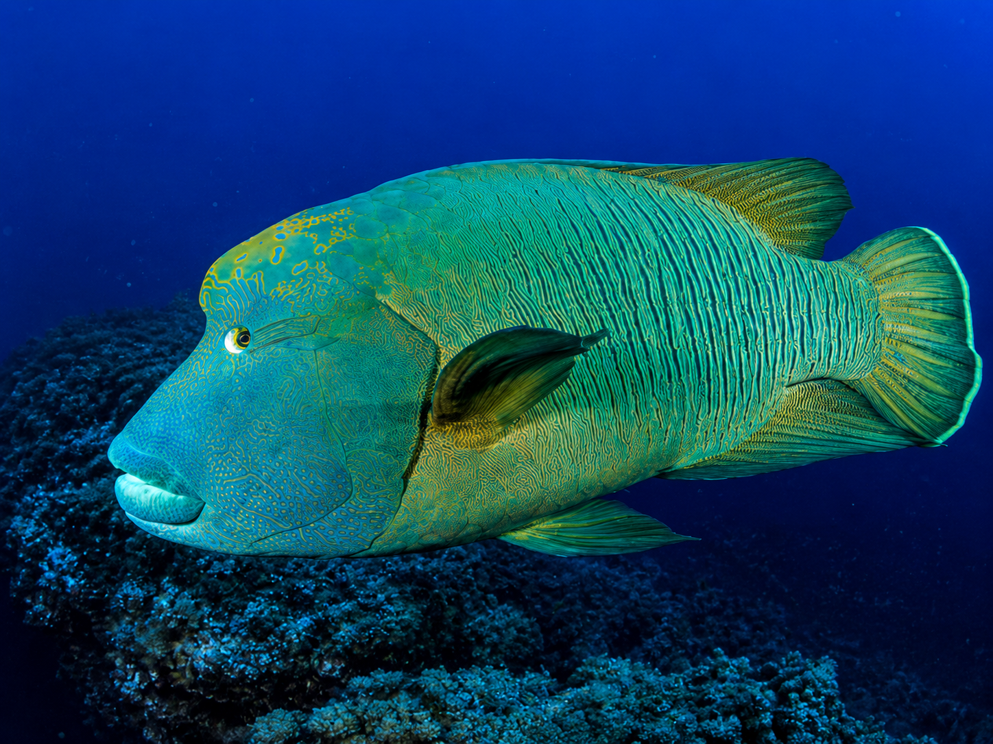 Napoleon wrasse over a Red Sea reef
