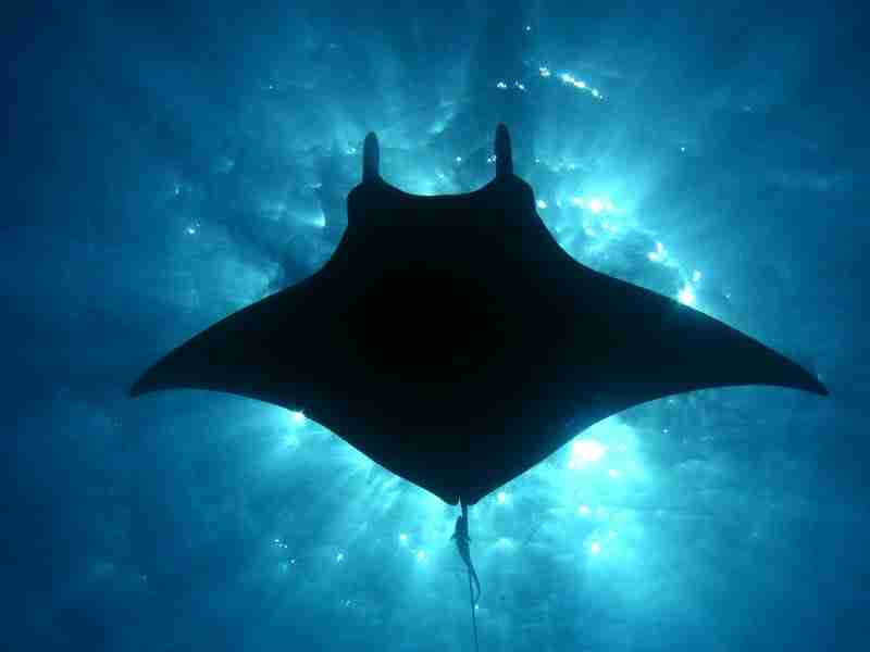 Oceanic manta ray gliding through open water