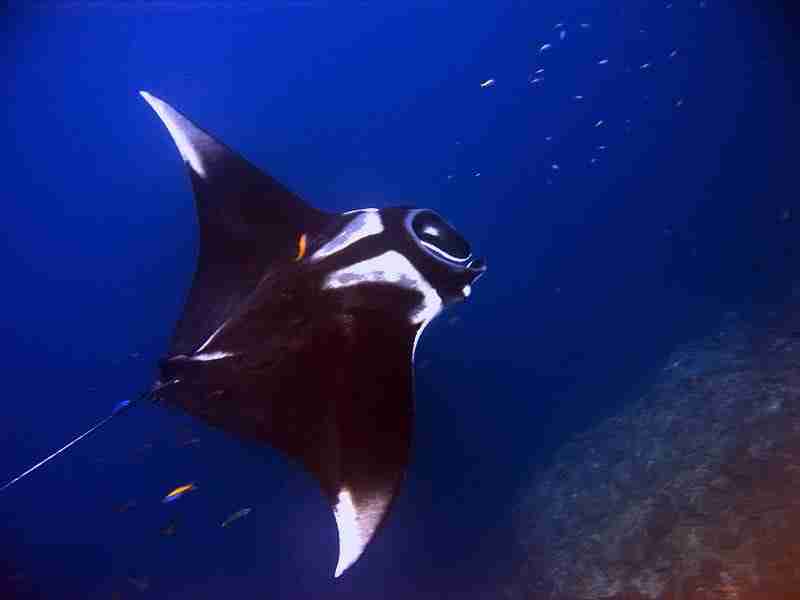 Oceanic manta ray gliding through deep blue water on a Fury Shoals safari