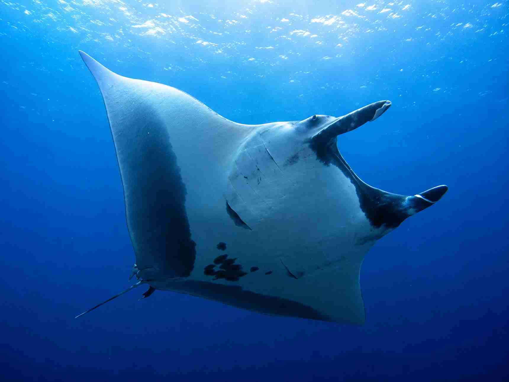 Oceanic manta ray gliding through open water