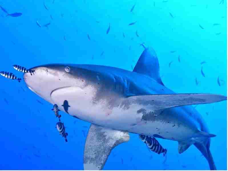 Oceanic whitetip shark at the Brothers Islands
