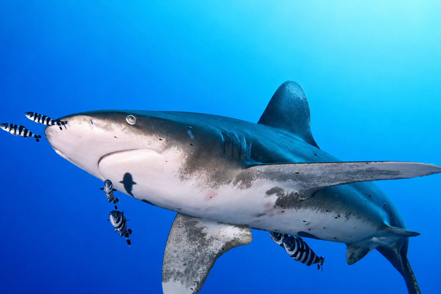 An oceanic whitetip shark cruising in open blue water in the Red Sea