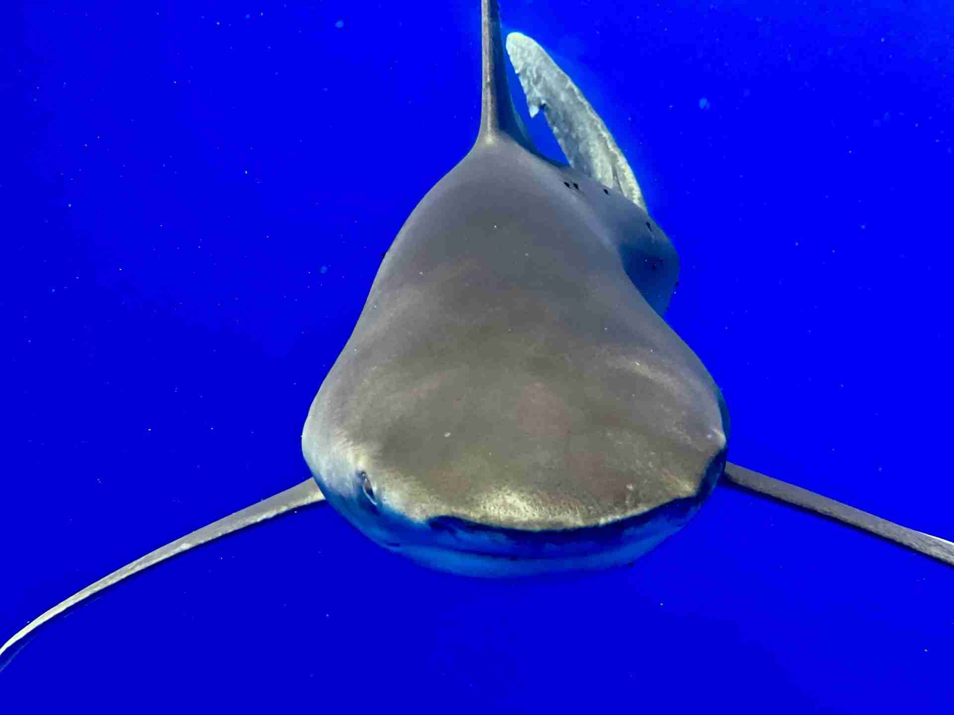 An oceanic whitetip shark at the Brothers Islands