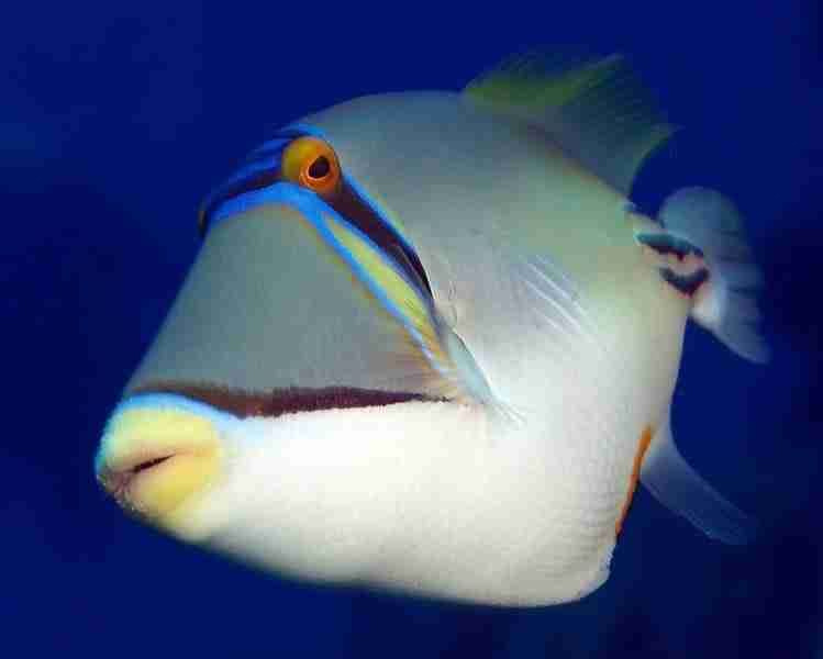 Picasso triggerfish on a Red Sea reef