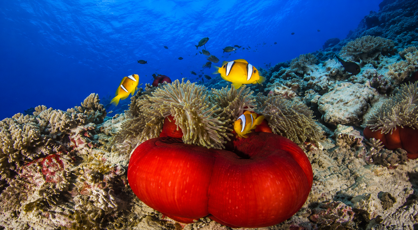 Red Sea anemonefish among a sea anemone on a colorful coral reef