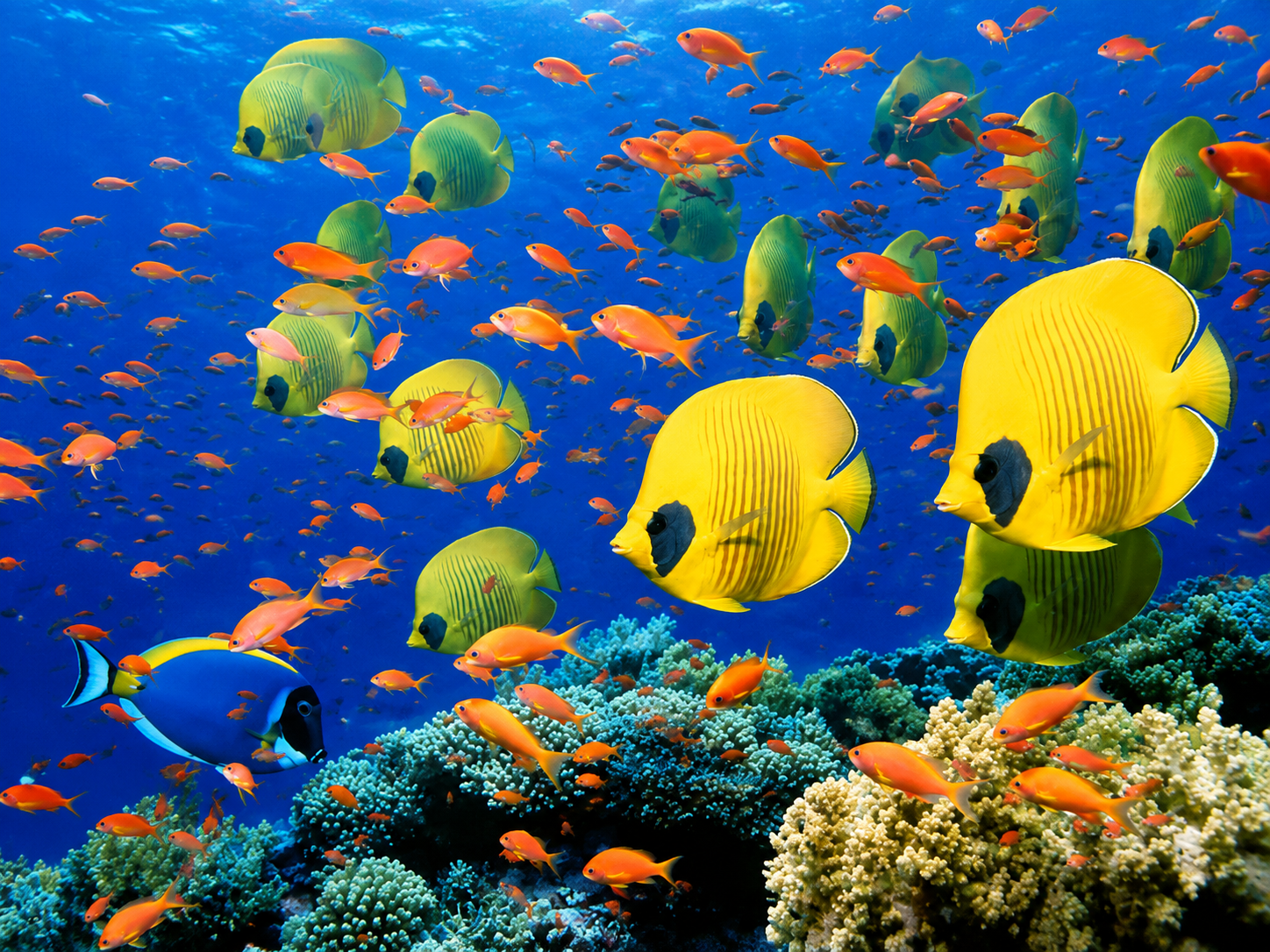 Butterflyfish and anthias above a colorful coral reef in the clear Red Sea