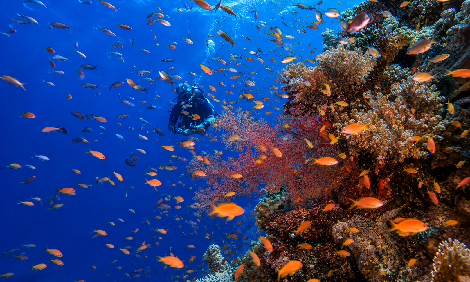 Scuba diver on a Red Sea coral reef wall surrounded by colorful anthias