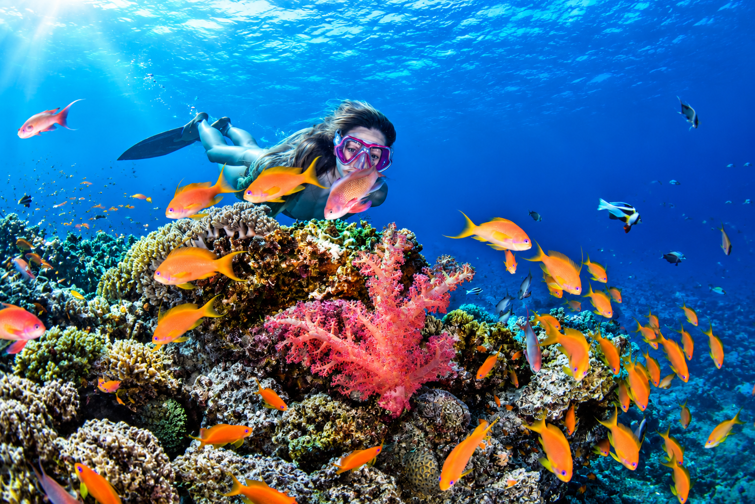 Snorkeler above a vibrant Red Sea coral reef surrounded by colorful tropical fish