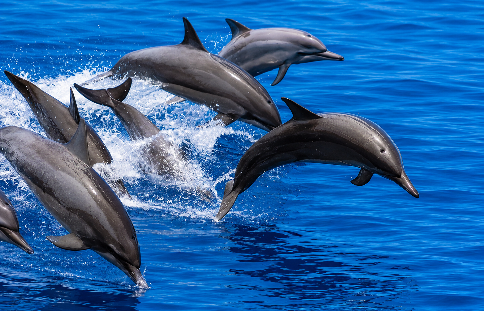 A pod of spinner dolphins swimming together in the Red Sea