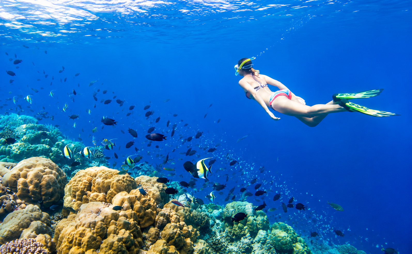 Snorkeler above a vibrant coral reef surrounded by colorful tropical fish in the Red Sea