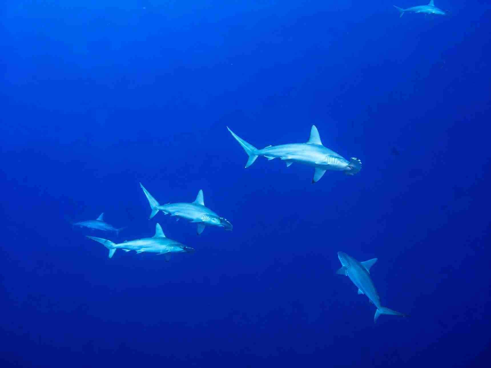 School of scalloped hammerhead sharks in the deep blue