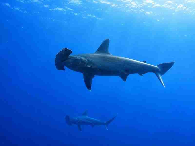 Scalloped hammerhead shark in deep blue water on a Deep South St. John's liveaboard