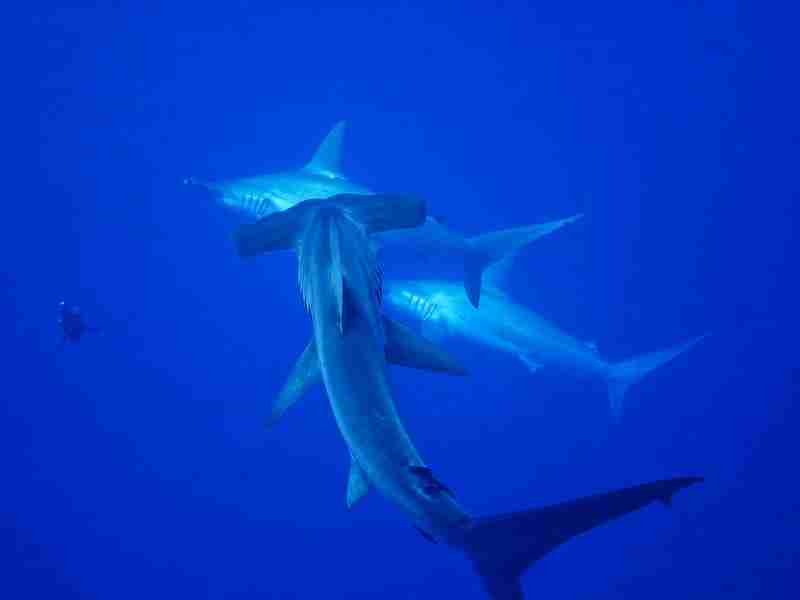 Scalloped hammerhead shark in deep blue water, the signature Daedalus & Fury Shoals liveaboard encounter