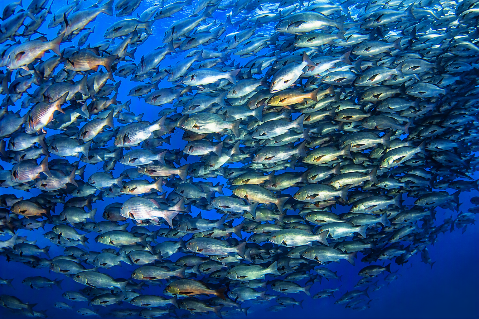Large school of snappers gathering in the clear blue water of the Red Sea