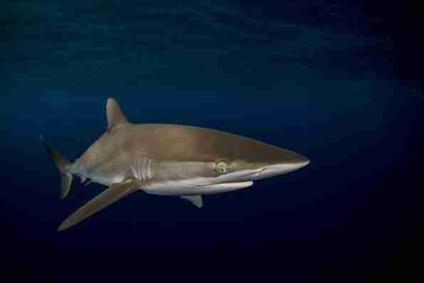 Silky shark cruising through deep blue open water