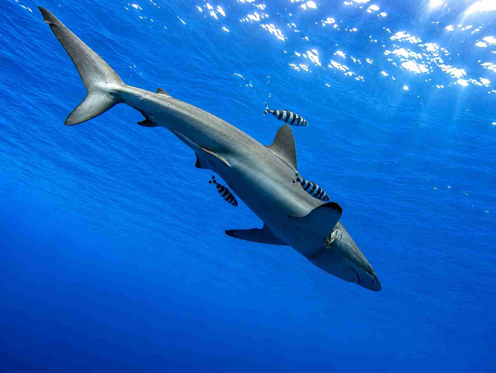 Silky shark cruising in open water