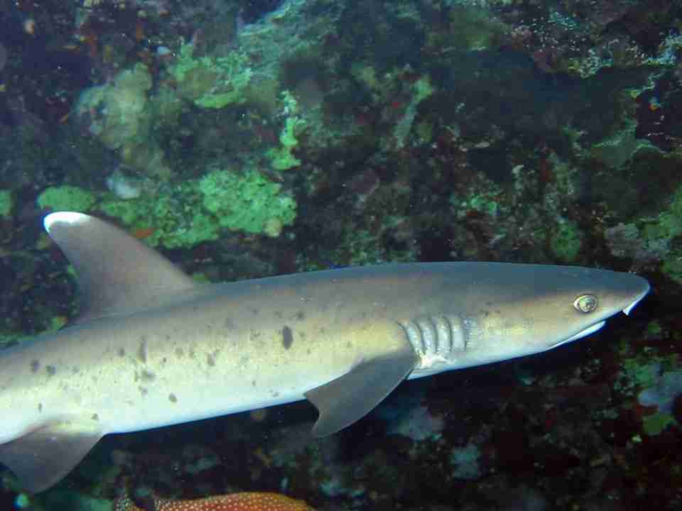 White tip reef shark over the coral