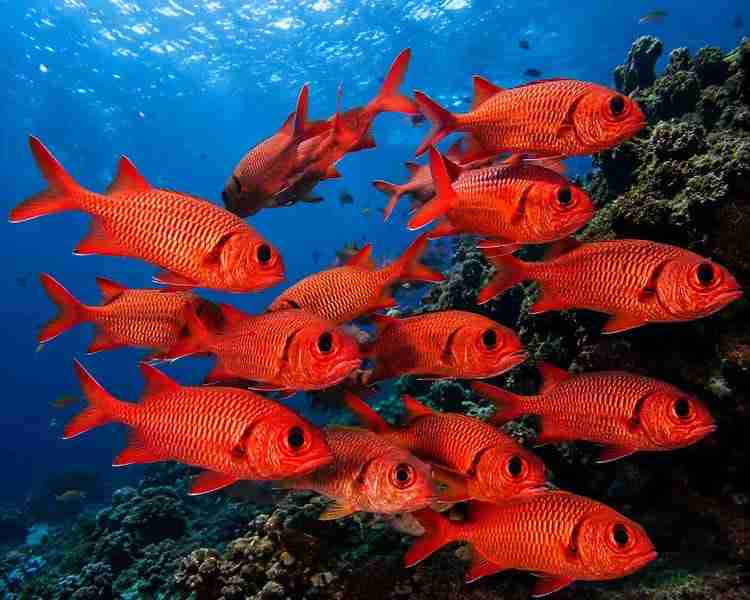 School of blotcheye soldierfish under a coral overhang